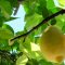 Lemons near Lake Como
