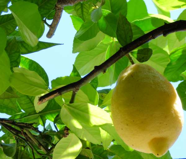 Lemons near Lake Como