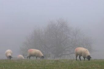 Foggy days and frosty days