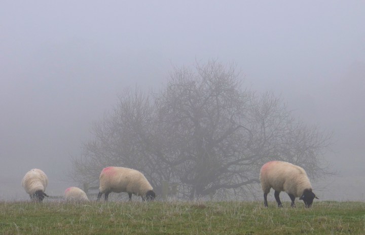 Foggy days and frosty days