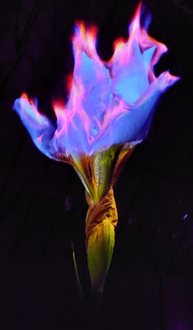 Iris from Eidolon - it burns but is not consumed