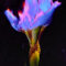 Iris from Eidolon - it burns but is not consumed